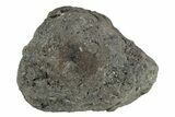 Chelyabinsk Meteorite ( g) - Witnessed Fall #263520-1